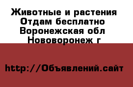 Животные и растения Отдам бесплатно. Воронежская обл.,Нововоронеж г.